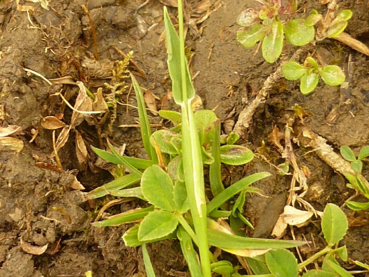 Alopecurus gerardii subsp. gerardii (Poaceae)